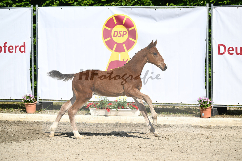 Kat-Nr. 40 HF Kassander vant Roosakker_Wagner_12231262 | hf-fotografie - Realizzato con Pictrs.com