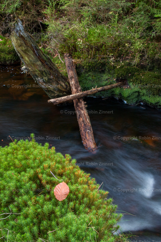 Naturpfad_Weißer_Main-1 | Robin Zinnert - Realisiert mit Pictrs.com