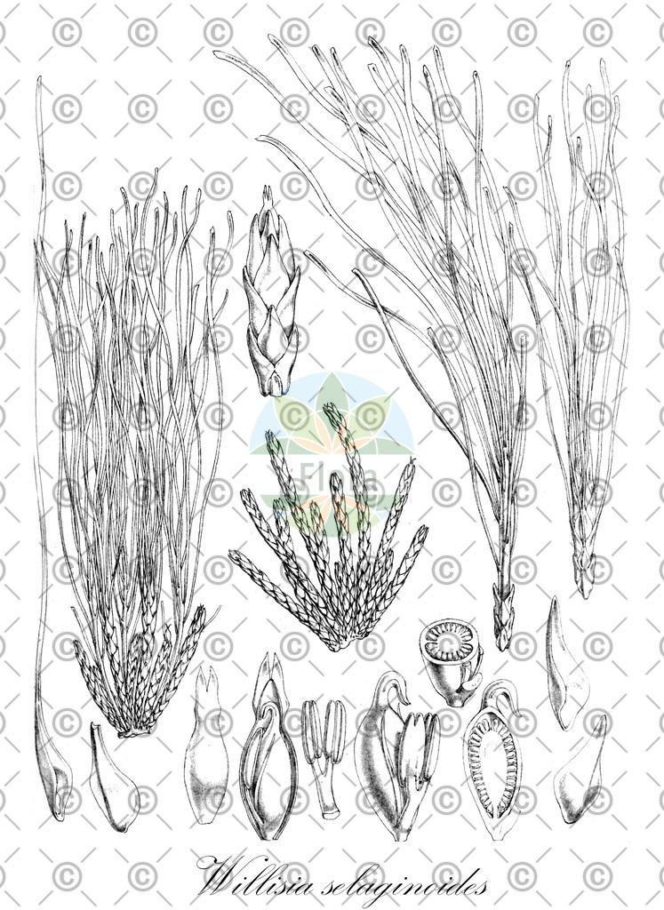 HistAbb_wfo-0000819320_1_ENZY_Simple | Historische Abbildung von Willisia selaginoides - Podostemaceae | Historical Illustration of Willisia selaginoides - Podostemaceae