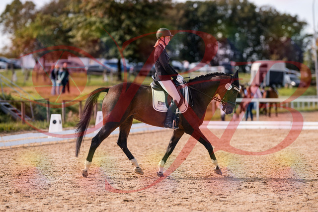 2026_10_03_Siefer-Hof_132532_Z81_76529793 | Professionelle Reitsport-, Turnier- und Eventfotografie von Robert Broda. Galerien mit ausgewählten und bearbeiteten Bildern direkt online ansehen und bestellen.