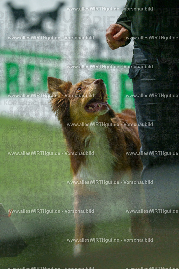 7R507226 | Professionelle Tierfotografie in Mönchengladbach von Daniel Wirth (allesWIRTHgut). Liebevolle & natürliche Bilder von Hunden & Katzen für unvergessliche Erinnerungen.