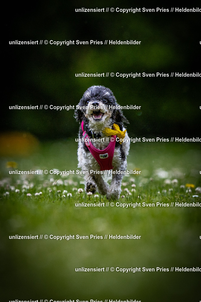 Sven Pries | 2025-05-29 - Pudelrennen KA-Durlach - Realisiert mit Pictrs.com