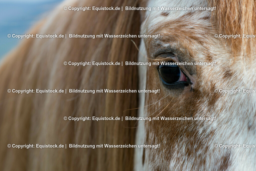 20150315_TOMsPiC_0066 | equistock