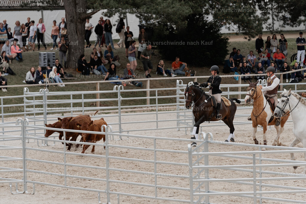 WE__Stoib_Rinder_PI2025_3134 | Pferd International München 2025