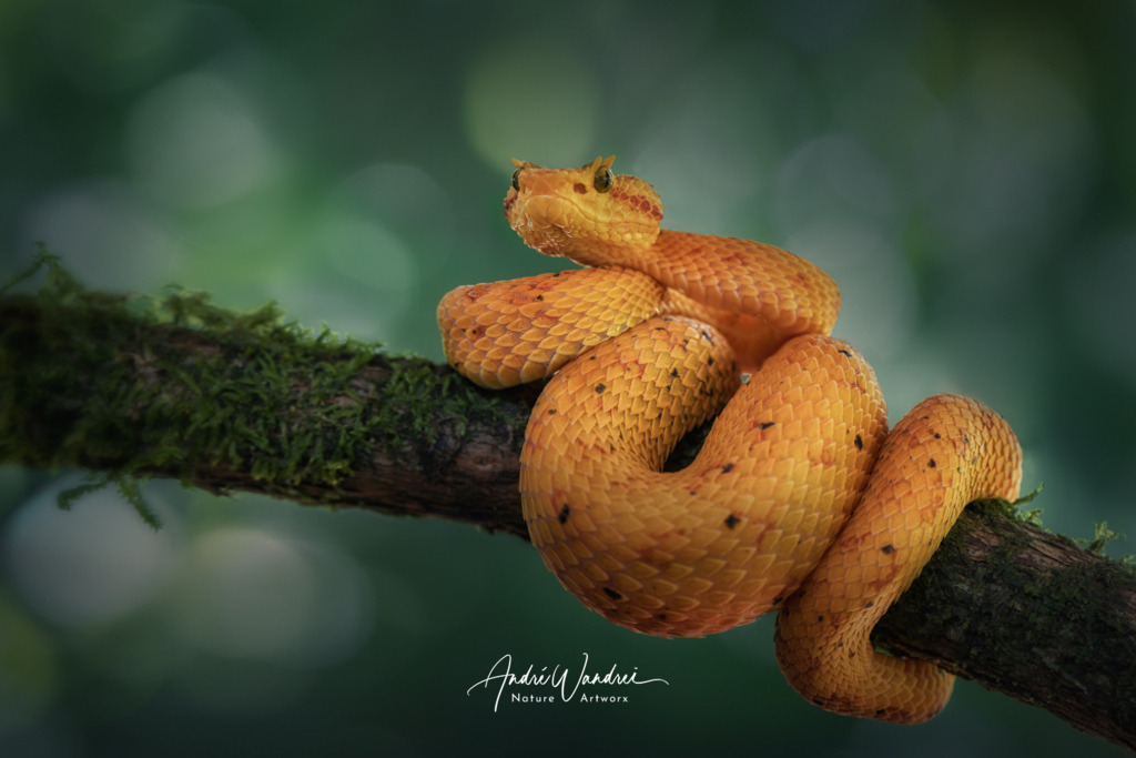 Die gelbe Giftschlange | Andre Wandrei - Nature Artworx - Realisiert mit Pictrs.com