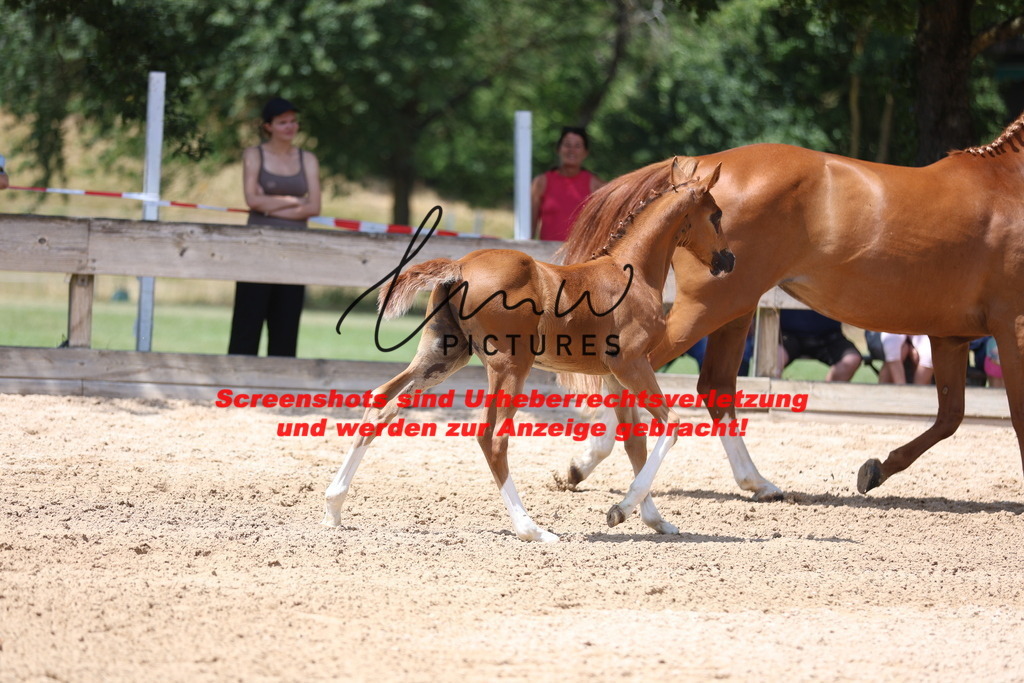 Fohlenschau_Schwäbisch_Hall_springbetonte_Fohlen_KN 22_3 | lmwpictures - Realisiert mit Pictrs.com