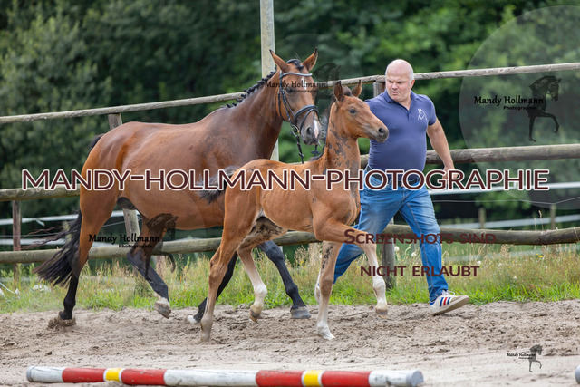 Hexenberg-229 | mandyhollmannphotographie