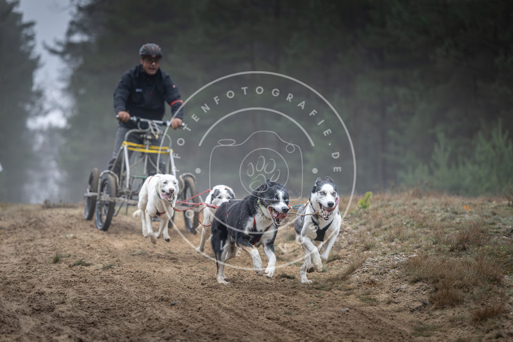 Pfotenfotografie_DV3A0529 | Hundefotografie, Tierfotograf, Pfotenfotografie, Fotoshooting Hund, Hunde Portrait, Hundesport, Hundeportraits, Heideshooting, Hunde, Sportfotograf, Hundefotograf, Turnierhundsport, THS,  - Realisiert mit Pictrs.com