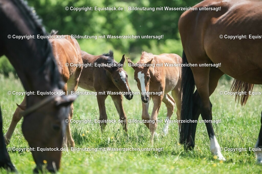 20210617_Fohlen_0197 | Foto: Thomas Hartig