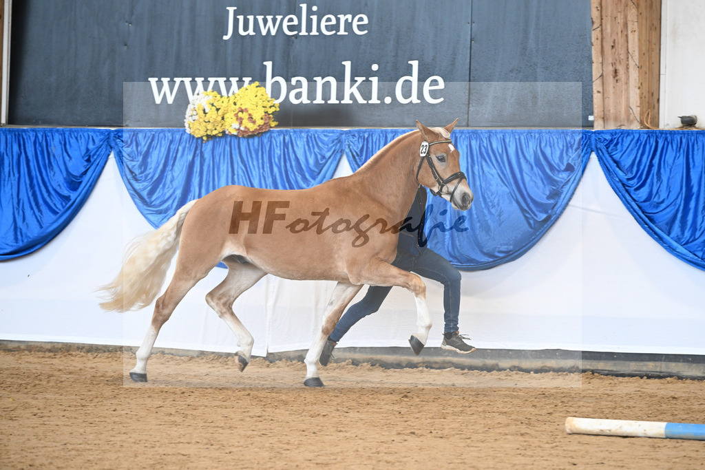 Kat-Nr. 23 Maverick v. Manu_Lechner_48251026 | hf-fotografie - Realisiert mit Pictrs.com