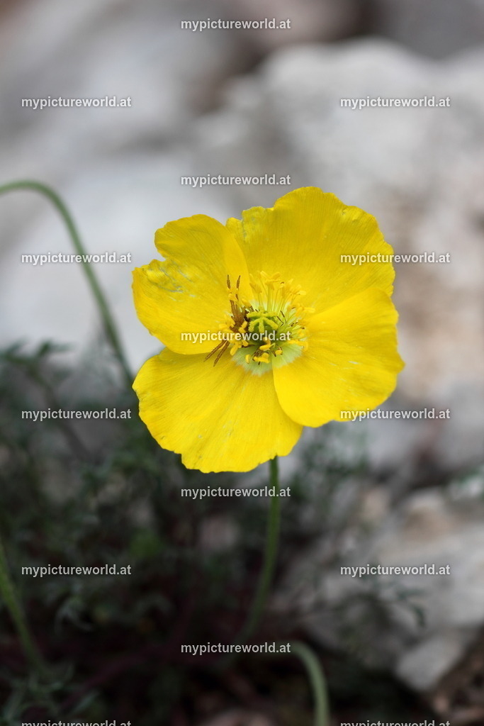 Karawanken-Alpenmohn-002 | Das Bilderarchiv über Tiere, Planzen und Landschaften. In der Bilddatenbank finden Sie ein große Auswahl an hochwertigen Bilder für Ihre Werbung - Realized with Pictrs.com