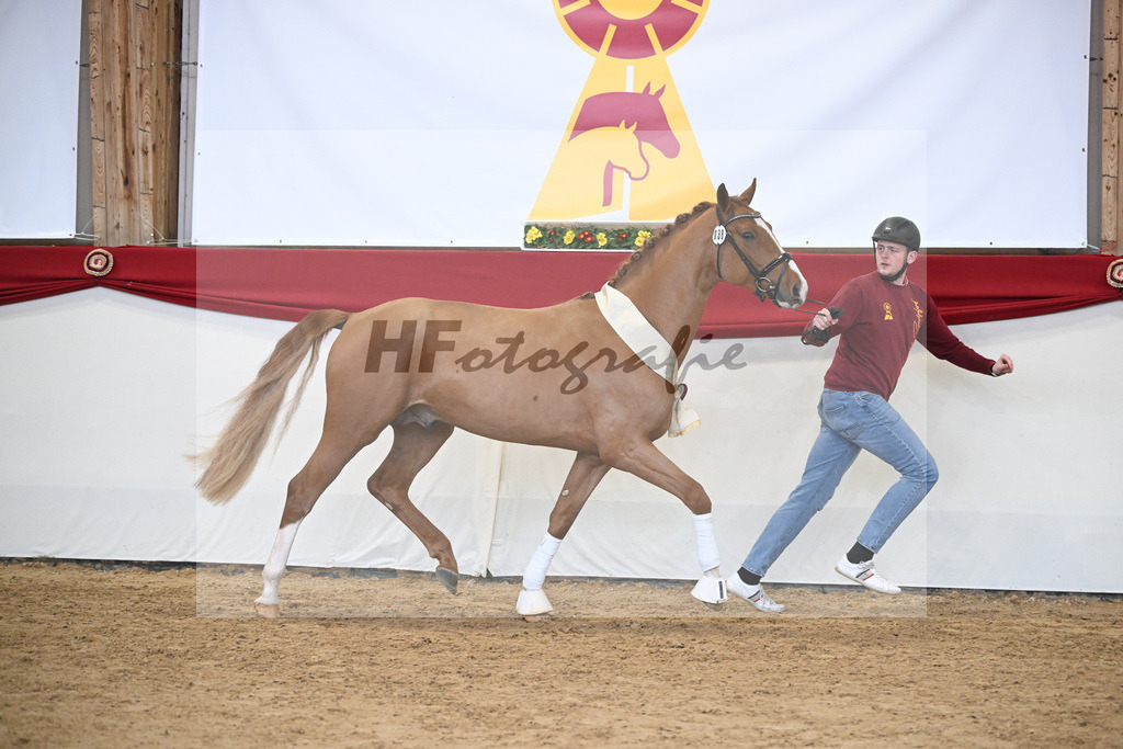 Kat.-Nr. 38 v. Tangelo van de Zuuthoeve_Spenrath_2251823 | hf-fotografie - Realizzato con Pictrs.com