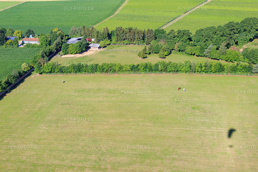 Luftbild: Koppel von Trakehner-Friedrich in Minfeld im Bundesland Rheinland-Pfalz in Deutschland. Foto: IMG_083093.jpg vom 26.06.2015 durch Werner Riehm/FLY-FOTO.de