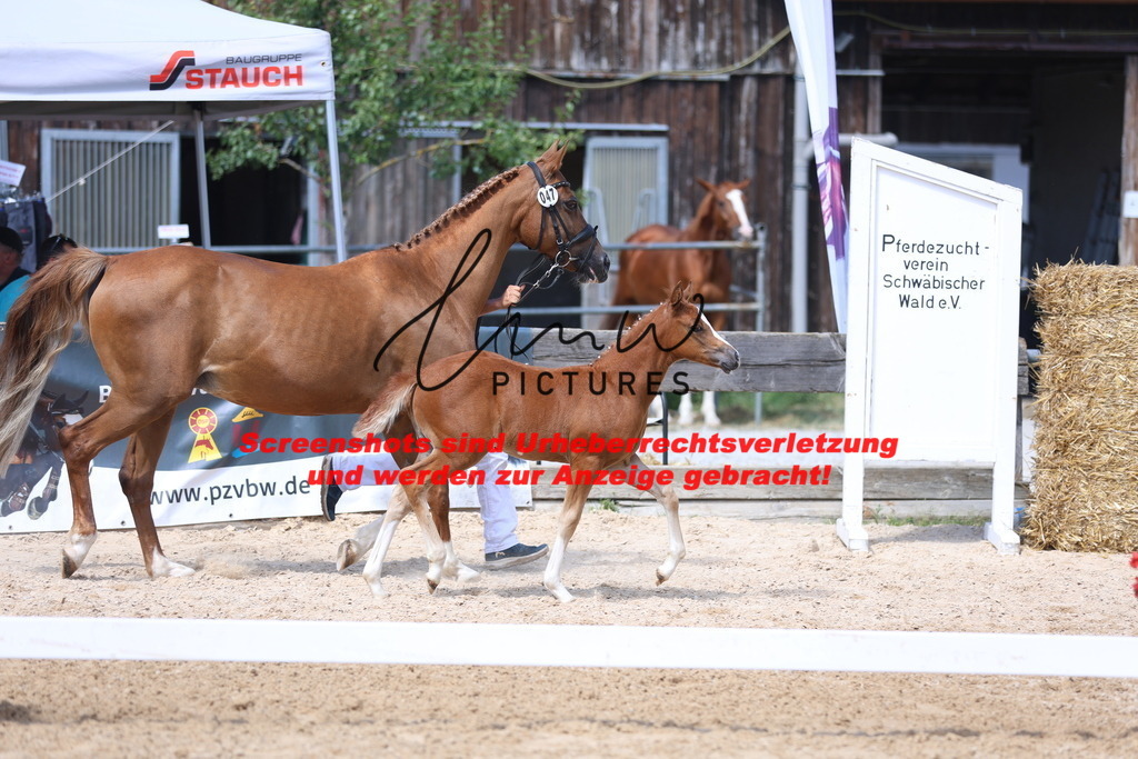 Fohlenschau_Schwäbisch_Hall_Ponys_KN 47_1 | lmwpictures - Realisiert mit Pictrs.com