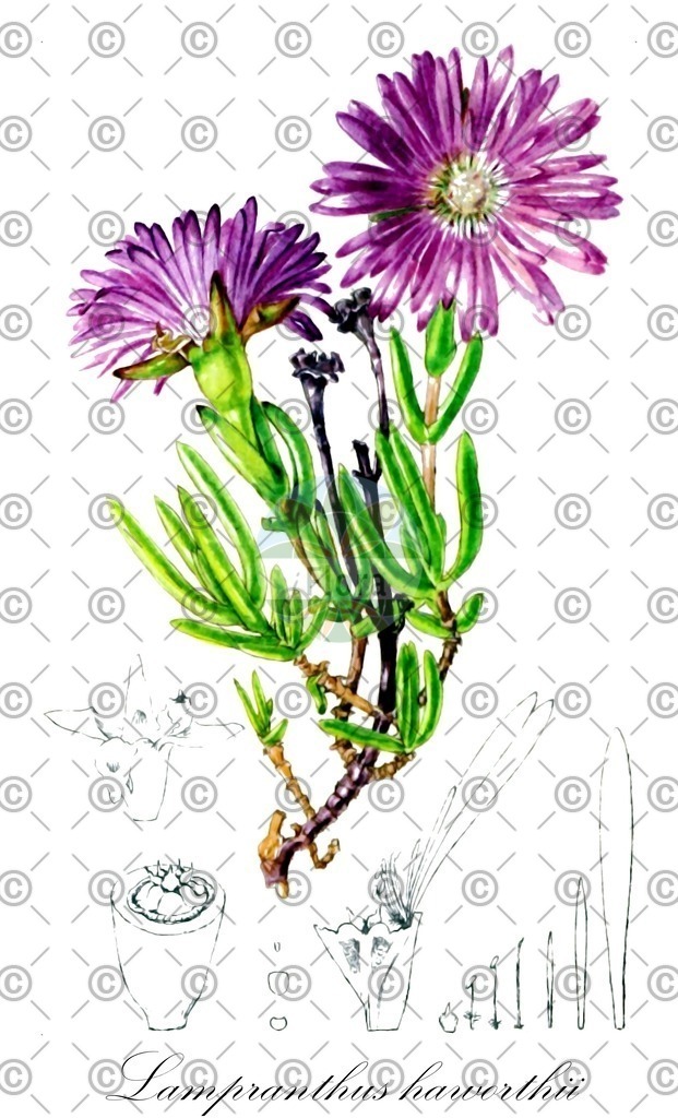 HistAbb_wfo-0000185176_1_ENZY_Simple | Historische Abbildung von Lampranthus haworthii - Aizoaceae | Historical Illustration of Lampranthus haworthii - Aizoaceae