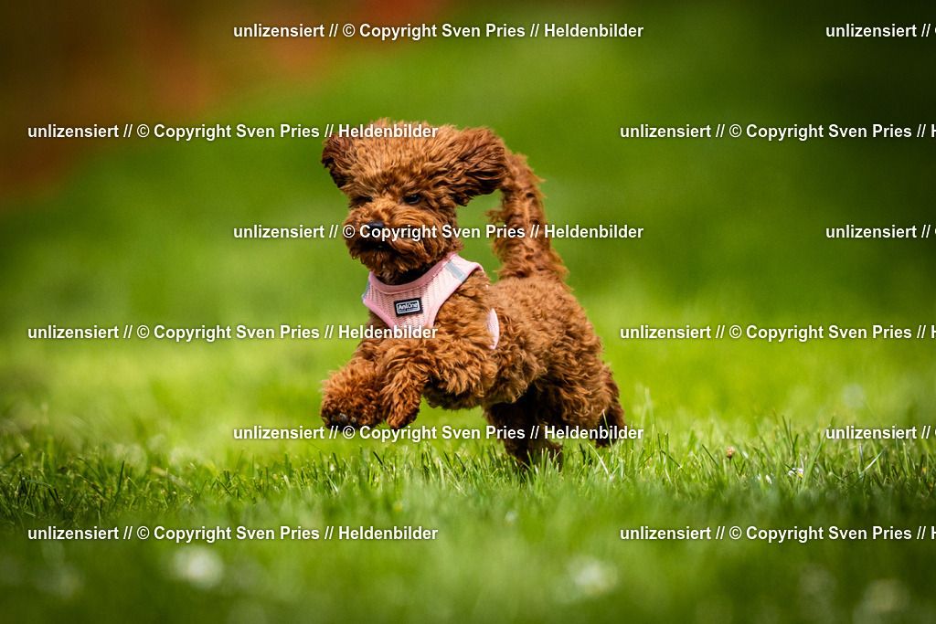 Sven Pries | 2025-04-13 - Hunderennen Baden-Baden - Realisiert mit Pictrs.com