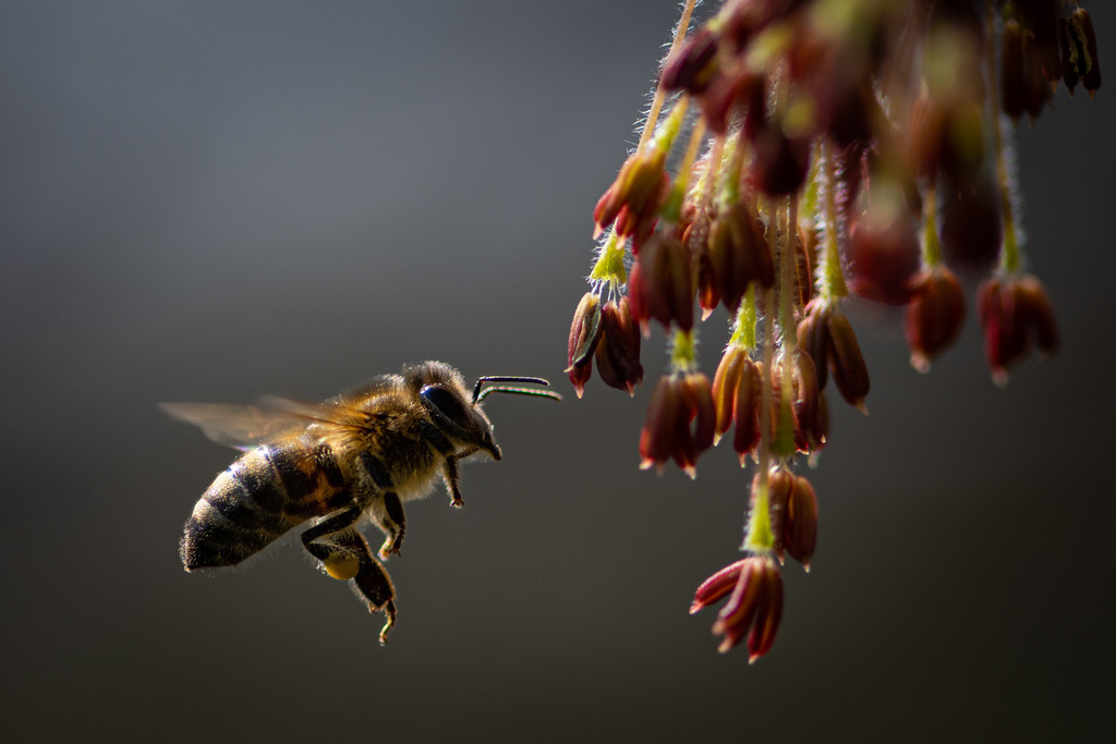 _DSC1345 | kaefersammler_roy - Realisiert mit Pictrs.com