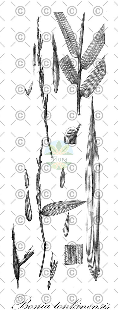HistAbb_wfo-0000568683_1_ENZY_Simple | Historische Abbildung von Bonia tonkinensis - Poaceae | Historical Illustration of Bonia tonkinensis - Poaceae