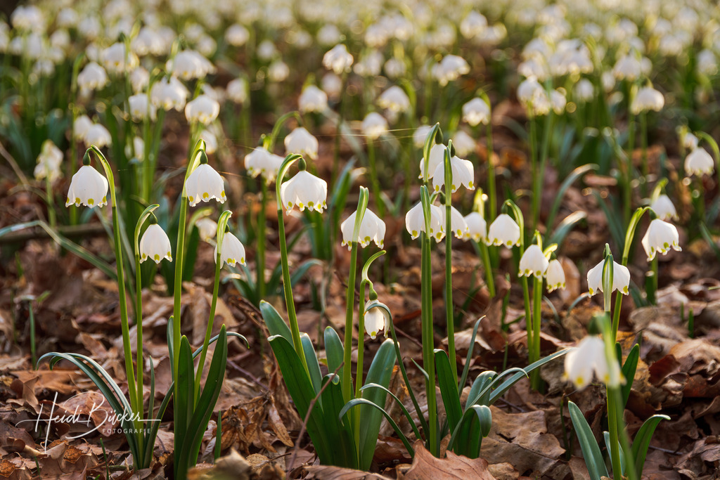 Märzenbecher im Buchenwald | Märzenbecher, auch Frühlingsknotenblume genannt, bedecken den Waldboden in einem Buchenwald - Realisiert mit Pictrs.com