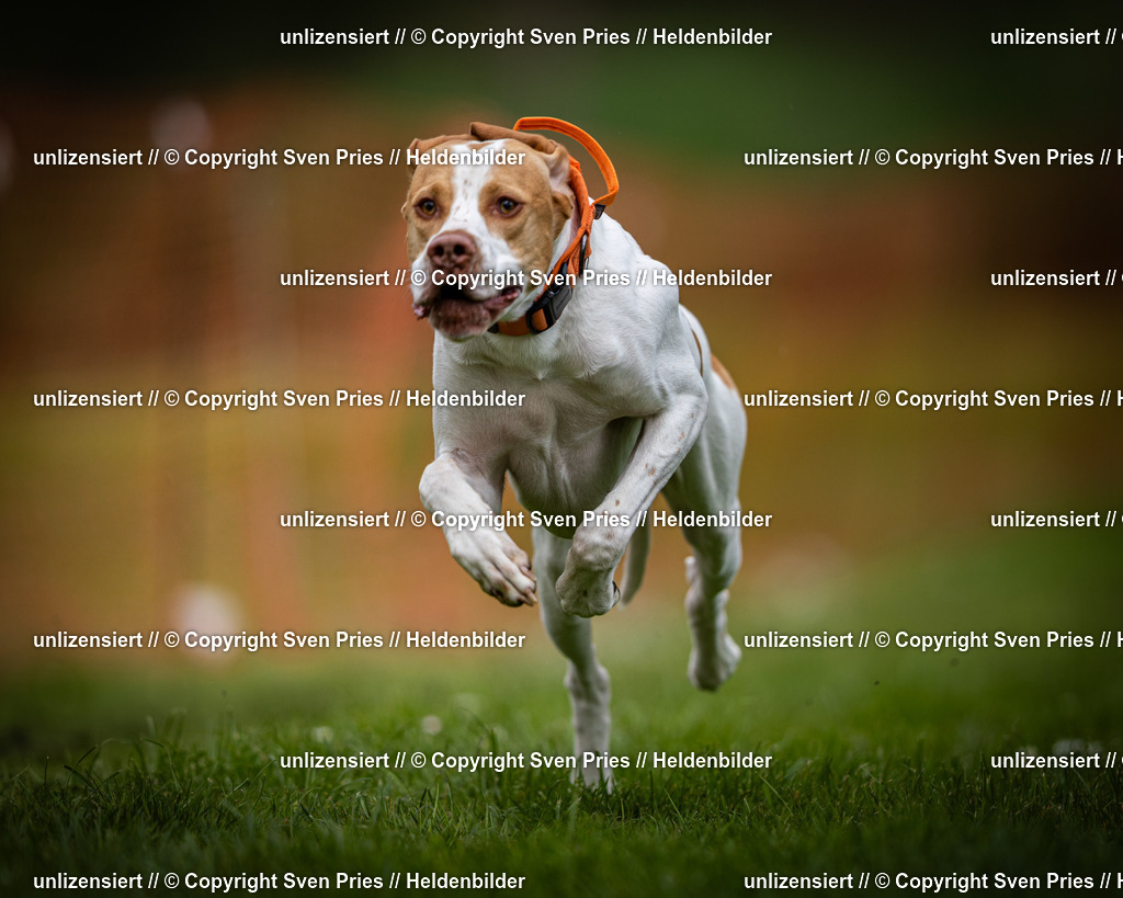 Sven Pries | 2025-04-13 - Hunderennen Baden-Baden - Realisiert mit Pictrs.com