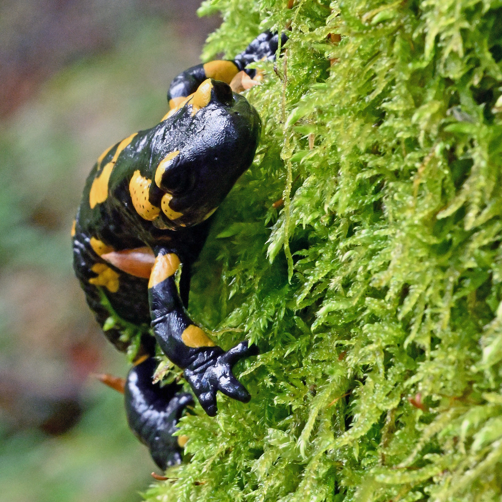 Salamander10q | lucisnaturbilder - Realisiert mit Pictrs.com