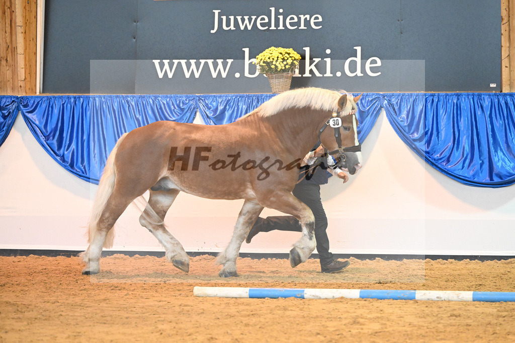 Kat-Nr. 30 Nevio_NRW Landgestuet_53221164 | hf-fotografie - Realisiert mit Pictrs.com