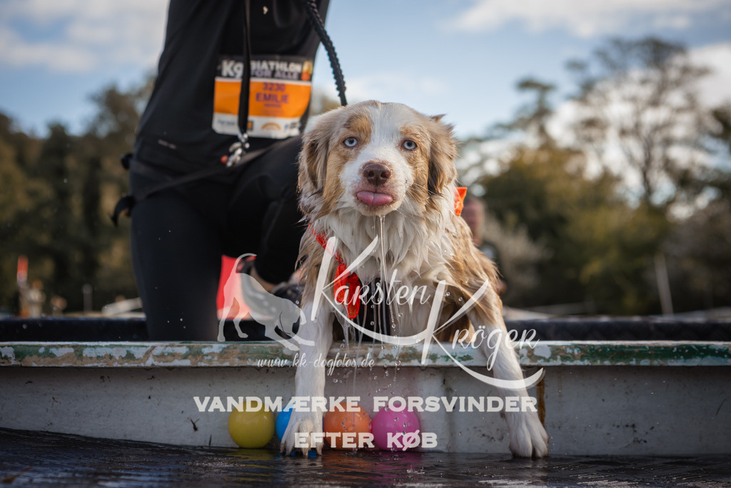 1308_ZZ99352-2 | kk-dogfotos