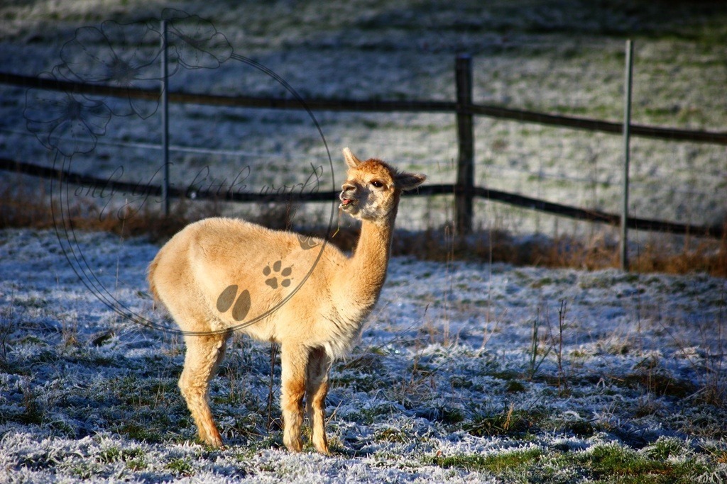 Alpaka weiß 002 | only.this.little.world - Realisiert mit Pictrs.com