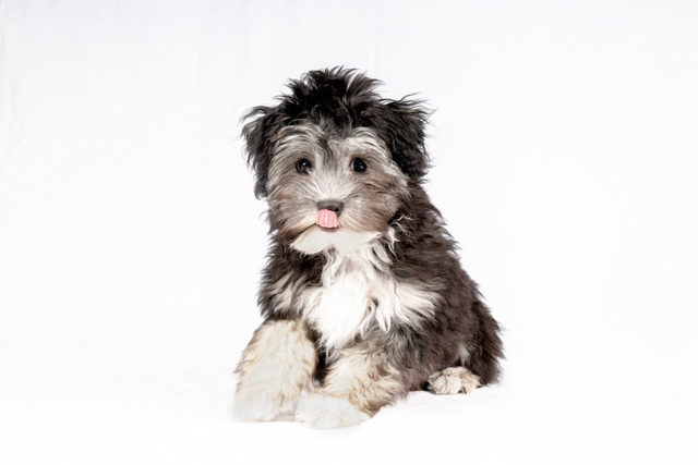 PPP_1373-Bearbeitet | Augenblicke kommen und gehen, Erinnerungen bleiben. Als Tierfotografin schaffe ich liebevolle Erinnerungen an unsere tierischen Familienmitglieder, ohne Stress und Druck.
Buchbar für den Raum München und Landkreis Dachau  - Realisiert mit Pictrs.com