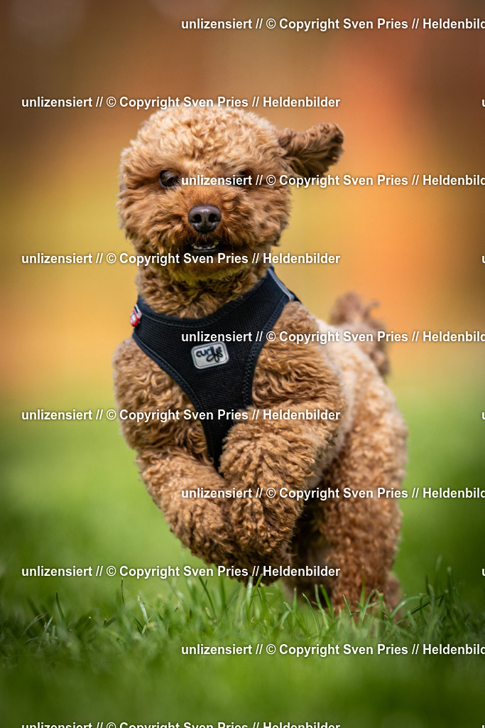 Sven Pries | 2025-04-13 - Hunderennen Baden-Baden - Realisiert mit Pictrs.com