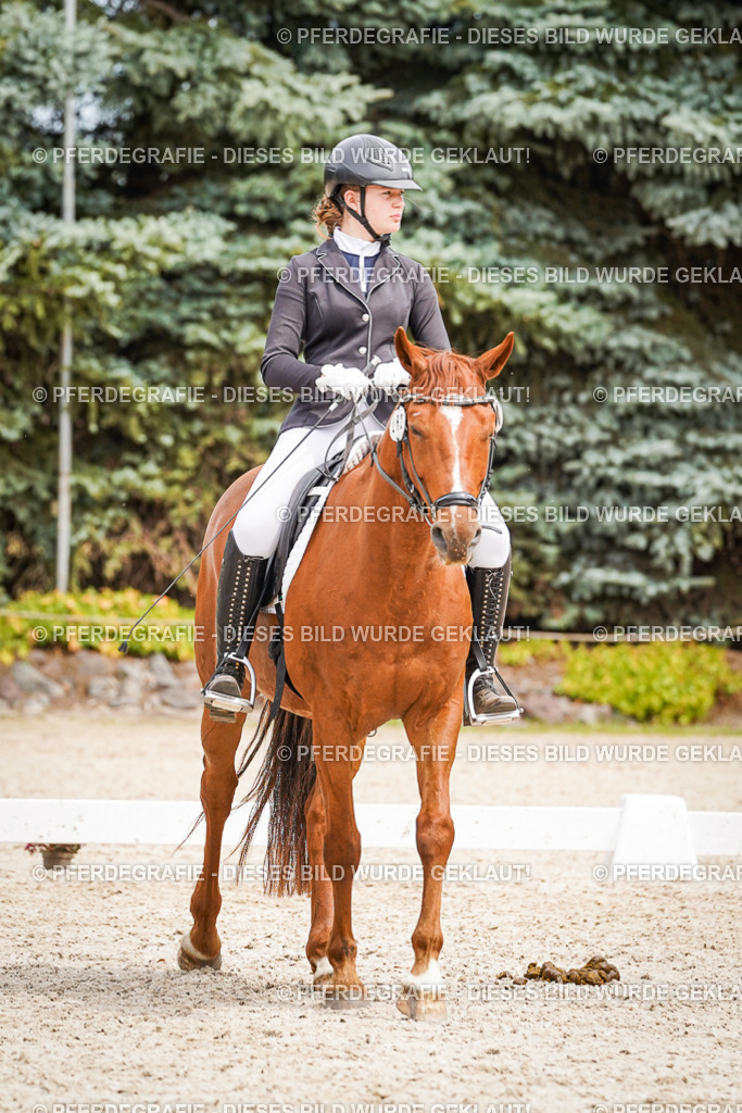 DSC04526 | Pferdegrafie