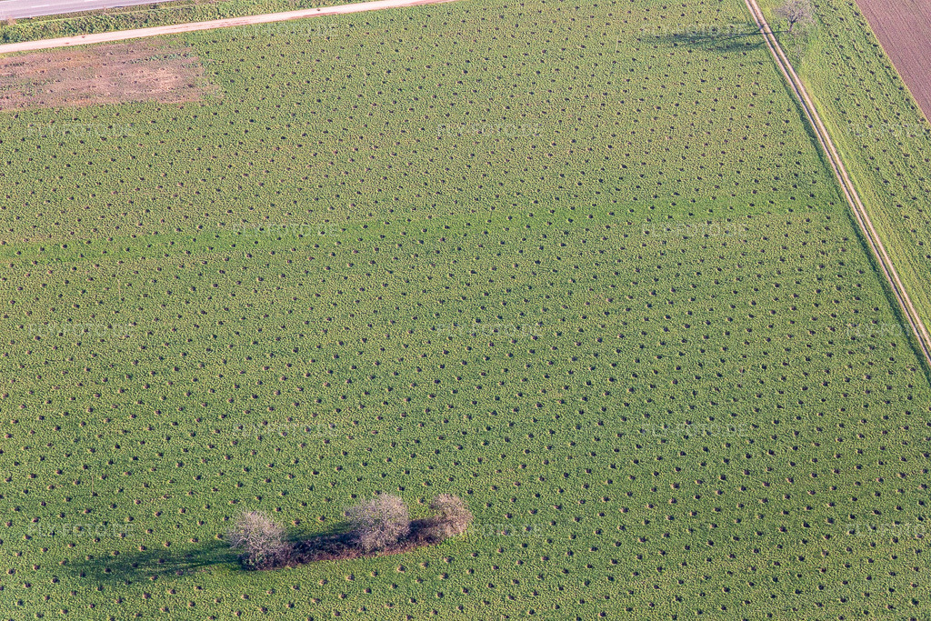 Luftbild: Unbekannte Plantage an der B36 in Ötigheim im Bundesland Baden-Württemberg in Deutschland. Foto: IMG_119868.jpg vom 30.11.2019 durch Werner Riehm/FLY-FOTO.de