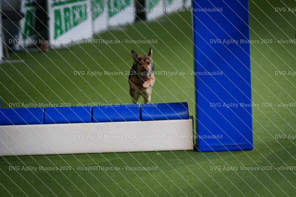 allesWIRTHgut_Tierfotografie-DVG_Agility_Masters_2026-12_23-7R508126 | Professionelle Tierfotografie in Mönchengladbach von Daniel Wirth (allesWIRTHgut). Liebevolle & natürliche Bilder von Hunden & Katzen für unvergessliche Erinnerungen.