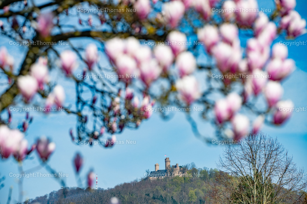 burgruine-auerbach-bensheim-magnolienbluete-bergstrasse-fruehling-Fotografie-Thomas-Neu-20-Bearbeitet Kopie | Die Aufnahme zeigt die Burgruine Auerbach bei Bensheim an der Hessischen Bergstraße im Frühling. Im Vordergrund sorgen zartrosa Magnolienblüten für eine stimmungsvolle, unscharfe Rahmung, während die historische Burganlage auf dem Melibokus-Hang klar im Hintergrund hervorsticht. Die Kombination aus Blütenpracht und mittelalterlicher Architektur vermittelt die besondere Atmosphäre der Bergstraße zur Zeit der Mandel- und Magnolienblüte. Ein klassisches Frühlingsmotiv aus Südhessen, das Natur, Geschichte und Landschaft harmonisch verbindet.,Bild: Thomas Neu