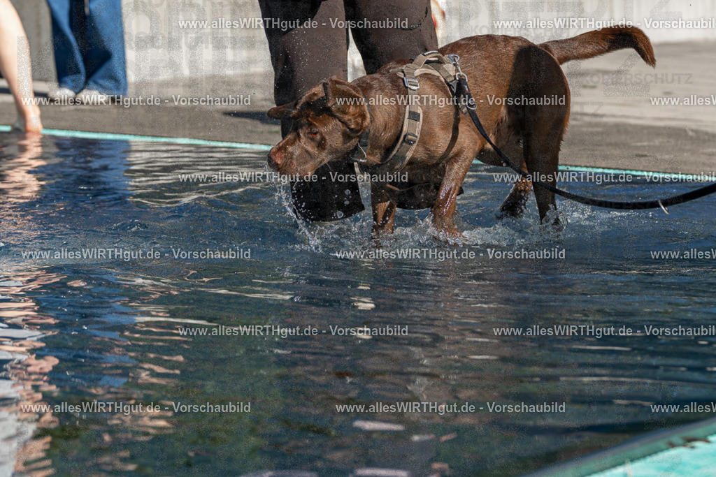 Hundeschwimmen_Volksbad_2026-allesWIRTHgut_Tierfotografie-2609061040-FAY05983 | Professionelle Tierfotografie in Mönchengladbach von Daniel Wirth (allesWIRTHgut). Liebevolle & natürliche Bilder von Hunden & Katzen für unvergessliche Erinnerungen.