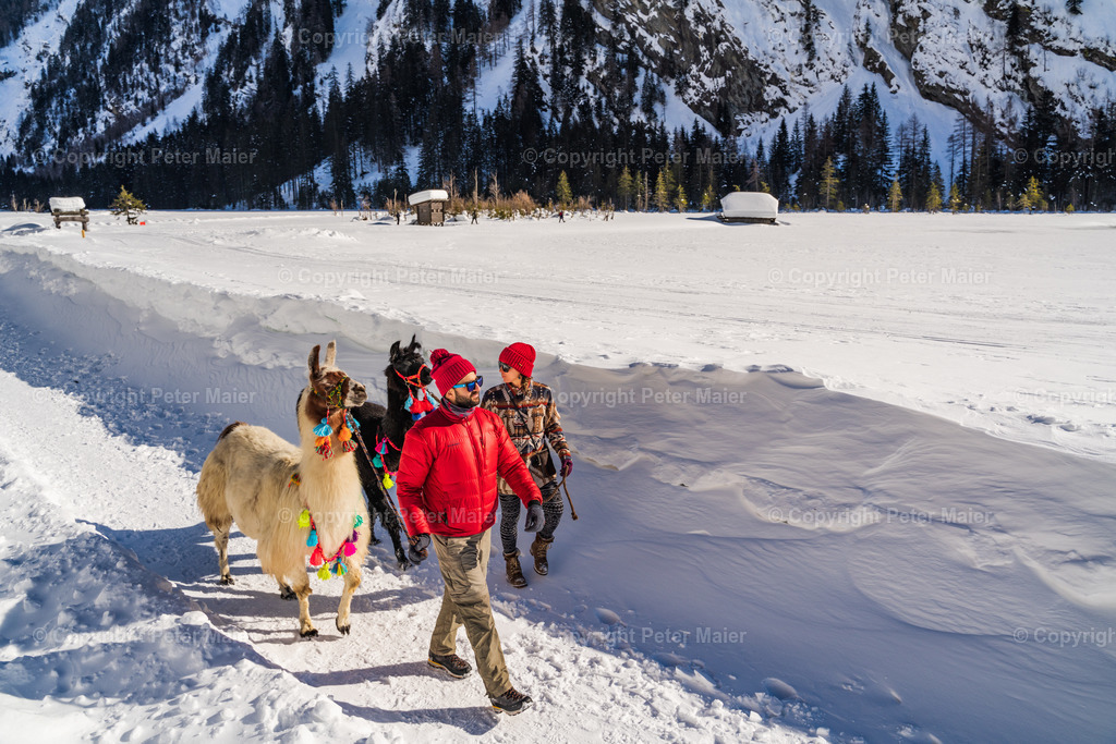 Lama_Wanderung_Winter_Stapitzer_See-27 | piet_flosse