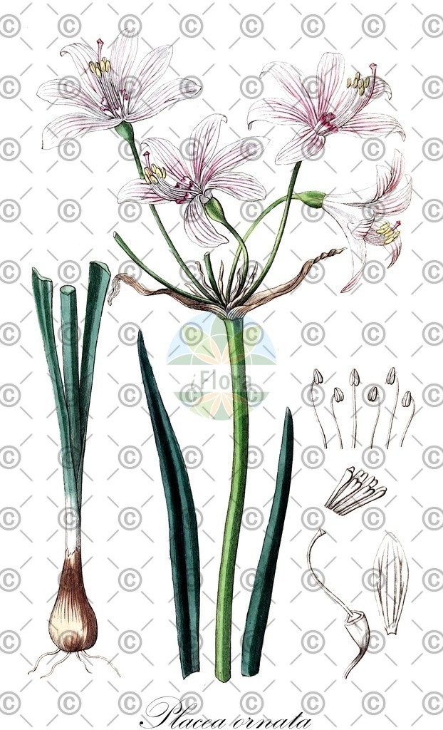 HistAbb_wfo-0000274038_1_ENZY_Simple | Historische Abbildung von Placea ornata - Amaryllidaceae | Historical Illustration of Placea ornata - Amaryllidaceae