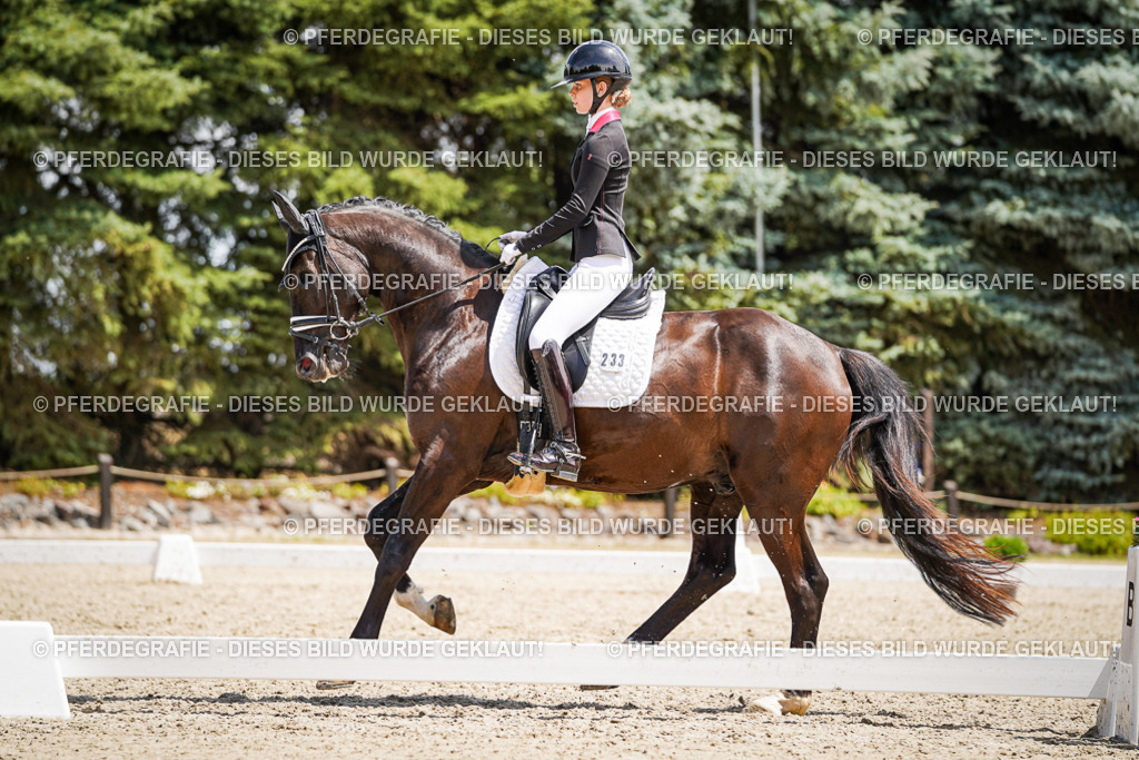 DSC01632 | Pferdegrafie