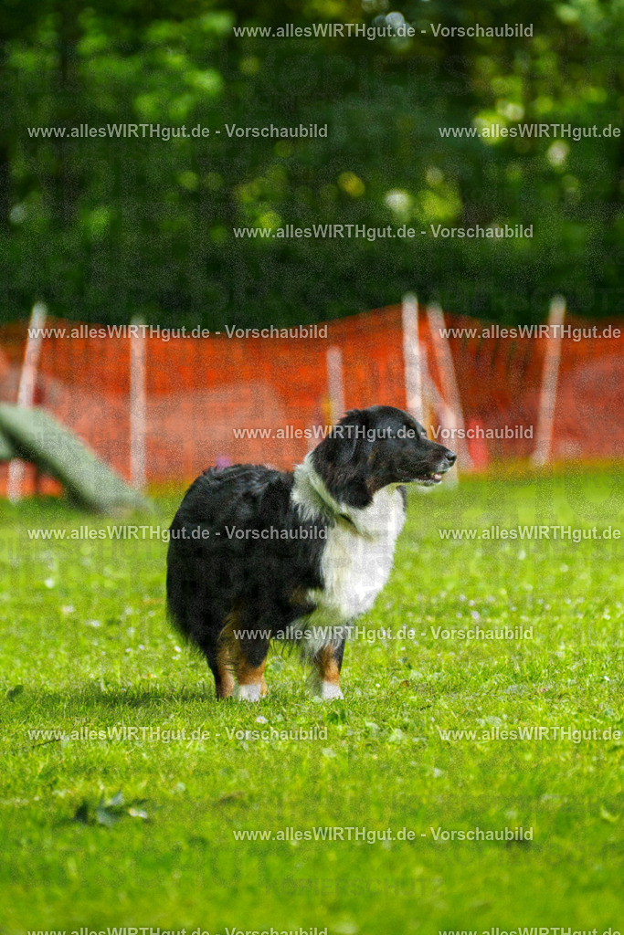 @allesWIRTHgut_Tierfotografie - www.allesWIRTHgut.de - 091308-7R506736 | Professionelle Tierfotografie in Mönchengladbach von Daniel Wirth (allesWIRTHgut). Liebevolle & natürliche Bilder von Hunden & Katzen für unvergessliche Erinnerungen.