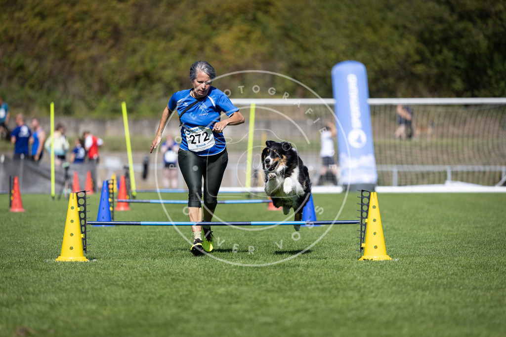 Pfotenfotografie_DV3A6866 | Hundefotografie, Tierfotograf, Pfotenfotografie, Fotoshooting Hund, Hunde Portrait, Hundesport, Hundeportraits, Heideshooting, Hunde, Sportfotograf, Hundefotograf, Turnierhundsport, THS,  - Realisiert mit Pictrs.com