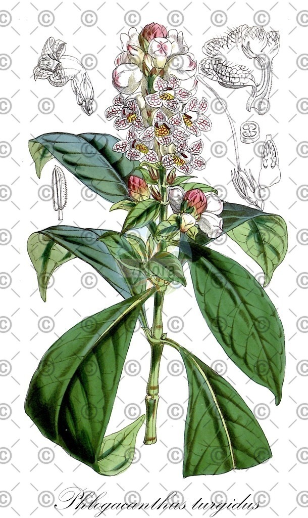 HistAbb_wfo-0000269164_1_ENZY_Simple | Historische Abbildung von Phlogacanthus turgidus - Acanthaceae | Historical Illustration of Phlogacanthus turgidus - Acanthaceae