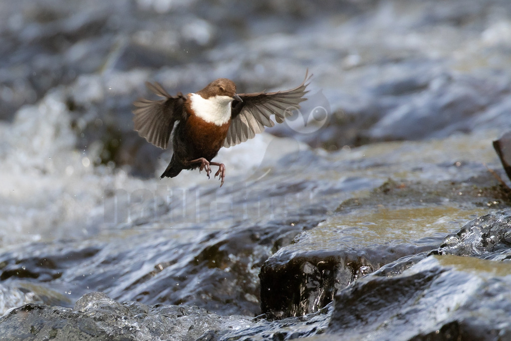 R6M34206_20260503 | Eine Wasseramsel (Cinclus cinclus) im Flug, knapp über der Wasseroberfläche eines schnell strömenden Flusses. Der Vogel hat ein charakteristisches braunes Gefieder am Kopf und Rücken, eine leuchtend weiße Brust und einen dunklen Bauch. Seine Flügel sind weit ausgebreitet, während er sich über das aufgewühlte Wasser bewegt. Die Interaktion zeigt den Vogel bei der Nahrungssuche oder beim Überqueren des Gewässers. - Realisiert mit Pictrs.com