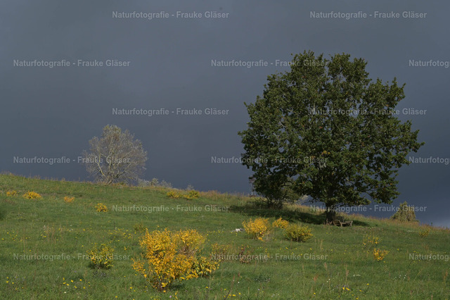 Natur im Herbst Göhren | Naturfotografie Frauke Gläser - Realisiert mit Pictrs.com