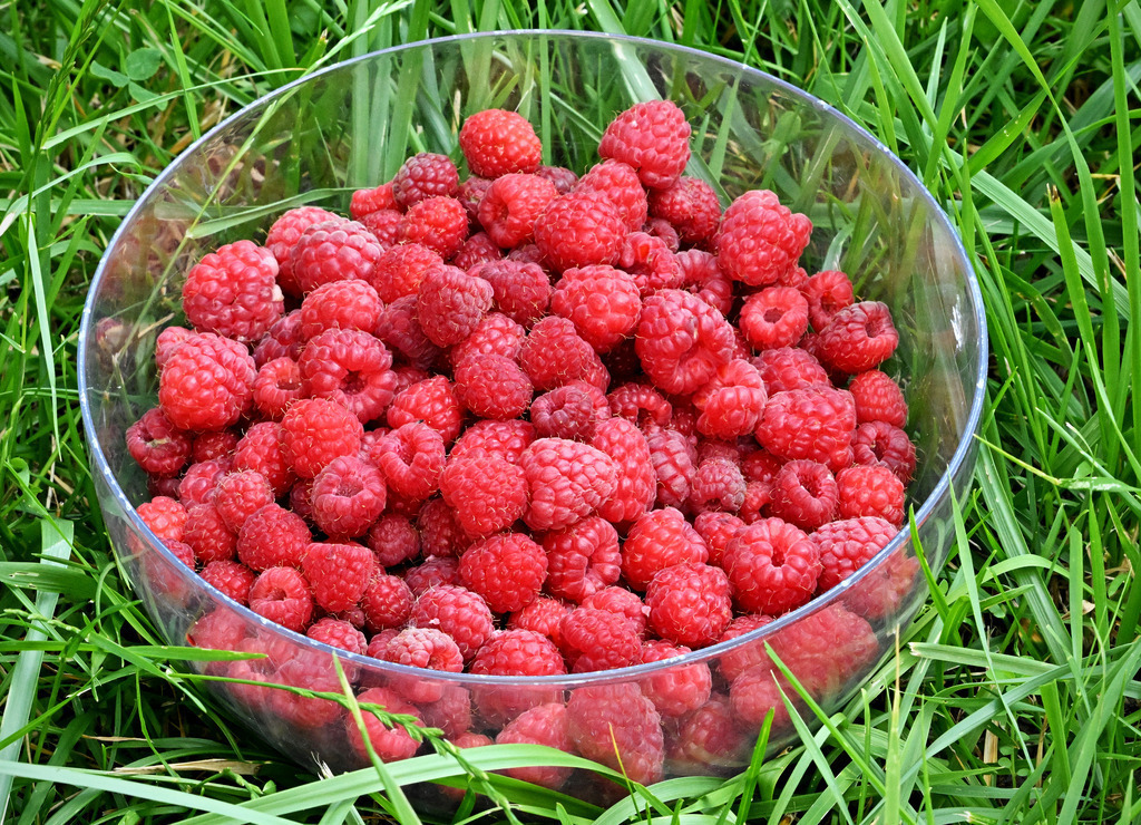Himbeeren02-2 | lucisnaturbilder - Realisiert mit Pictrs.com