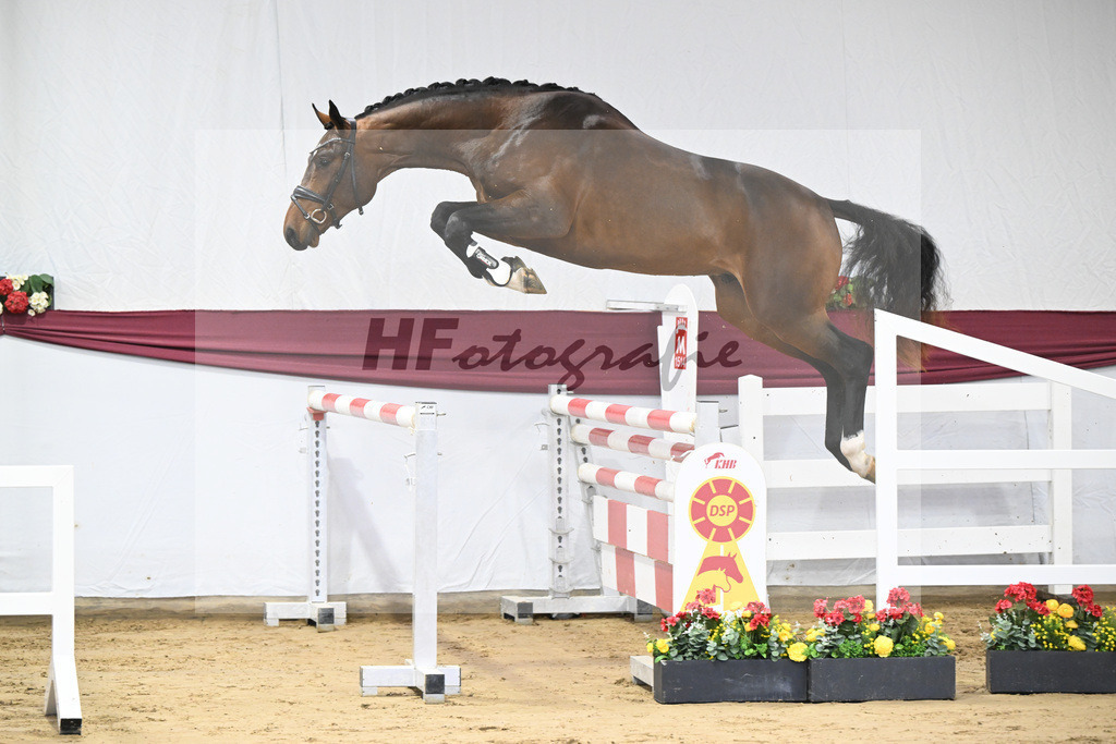 Kat-Nr. 3 Jasper x Carolus I_Klemens Zeil _47250061 | hf-fotografie - Realisiert mit Pictrs.com