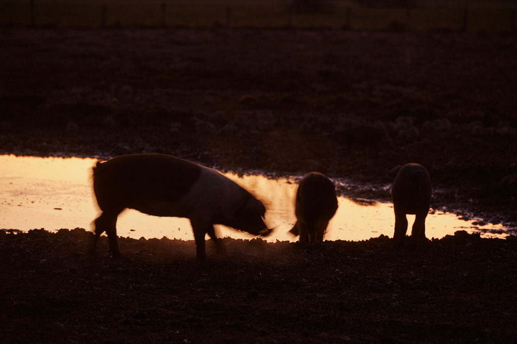 Labonca Schweinezucht | Burgau, Austria - December 27, 2015: Labonca Freilandschweine an der Traenke, im schoenen Abendlicht. - Realisiert mit Pictrs.com