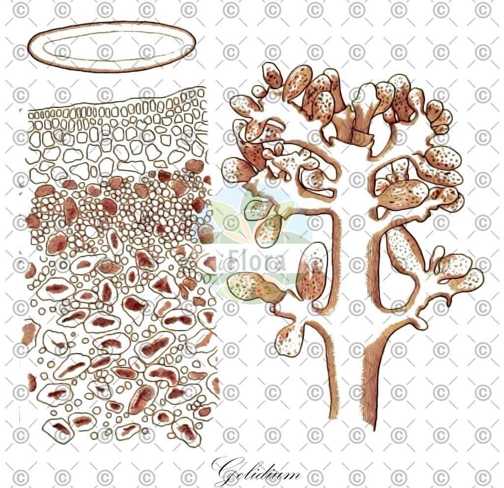 HistAbb_wfo-0000696053_7_ENZY_Simple | Historische Abbildung von Gelidium - Gelidiaceae (0) | Historical Illustration of Gelidium - Gelidiaceae (0)