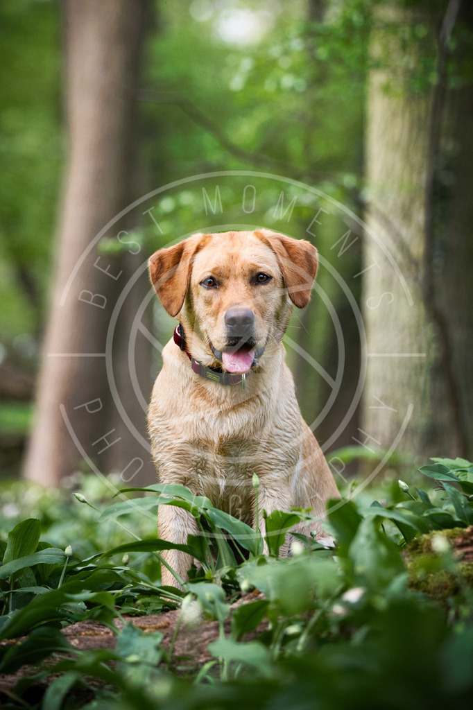 DSC_3237 | best-moments-photography - Realisiert mit Pictrs.com