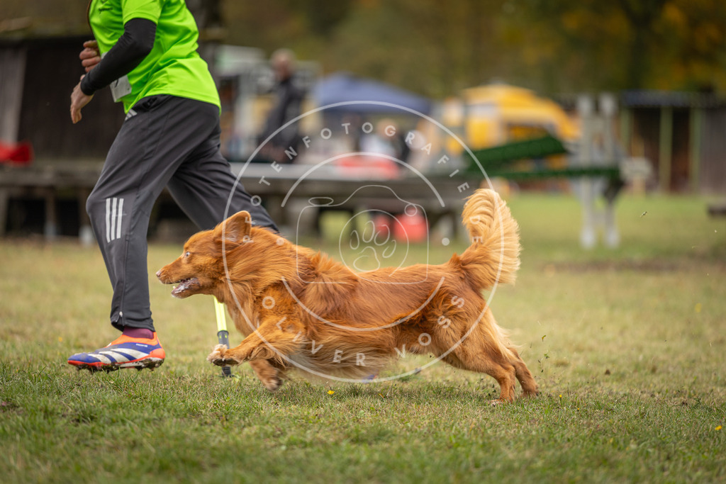 Pfotenfotografie_DV3A6098 | Hundefotografie, Tierfotograf, Pfotenfotografie, Fotoshooting Hund, Hunde Portrait, Hundesport, Hundeportraits, Heideshooting, Hunde, Sportfotograf, Hundefotograf, Turnierhundsport, THS,  - Realisiert mit Pictrs.com
