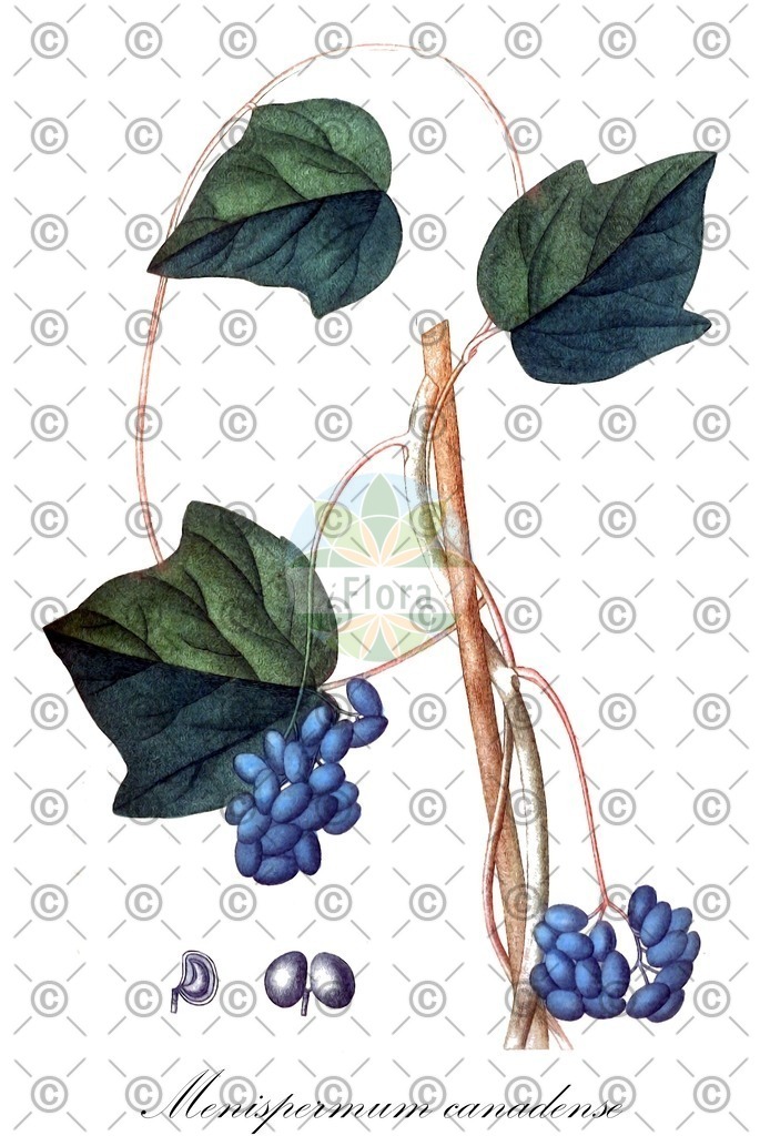 HistAbb_wfo-0001036542_1_ENZY_Simple | Historische Abbildung von Menispermum canadense - Menispermaceae | Historical Illustration of Menispermum canadense - Menispermaceae (canada moonseed;ménisperme du canada;moonseed)